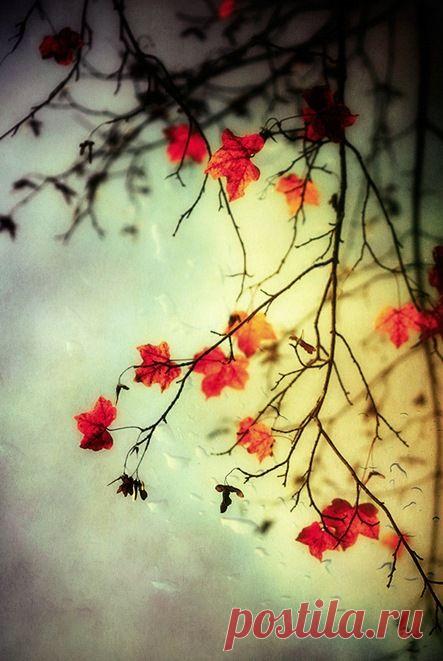 Autumn ~ a lovely time of the year   |  Pinterest • Всемирный каталог идей