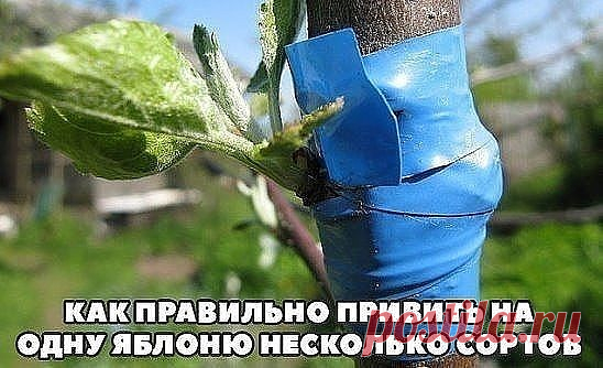 (83) Одноклассники