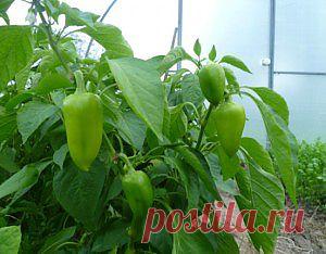 Посадка перца | Моя любимая дача