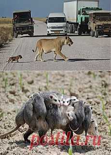 (99) Одноклассники