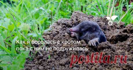 Как я боролась с кротом, пока с ним не подружилась После переезда на Кубань пришлось вспоминать всё, что я знала о кротах, и устраивать своё хозяйствование с учётом их наличия. Как я боролась с кротами и сумела с ними подружиться, расскажу в сегодняшней статье.