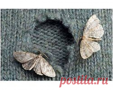 Как избавиться от моли? - allWomens