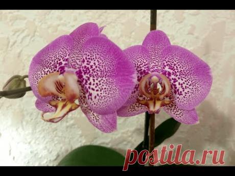 Орхидеи Фаленопсисы. Как пересаживать осенью? Как поливать зимой? Выращивание в сфагнуме