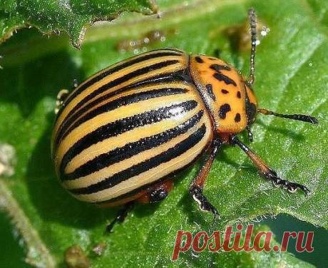 Как победить колорадского жука