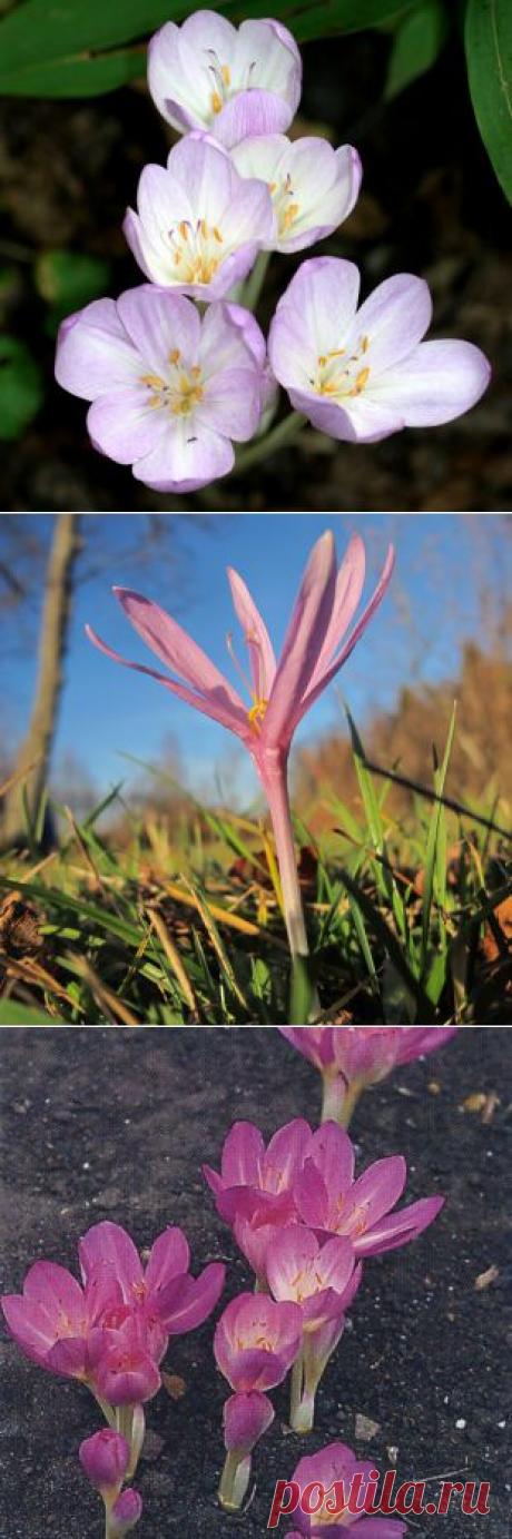 Безвременники – осенний праздник цветения | РОЗЫ