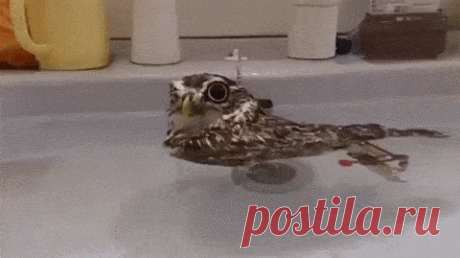 Совушки/Owls – Google+