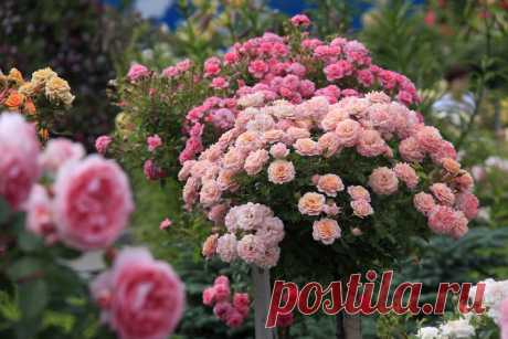 Прививка штамбовых роз