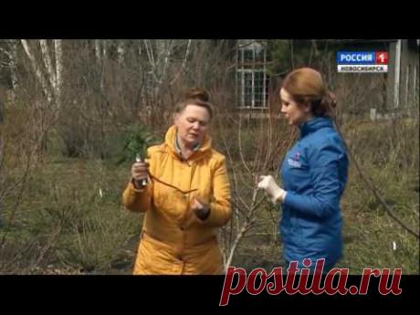 20170513 Магония падуболистная Шубина Людмила Николаевна Сад Шубиной