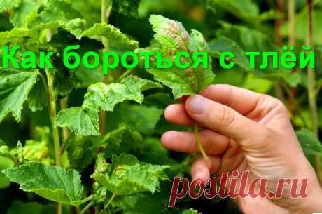 Как бороться с тлёй на смородине и крыжовнике &amp;raquo; Женский Мир