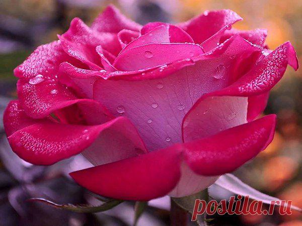 wasfee: В жизни я слышал многое — клятвы, обещания, комплименты, но лучшее, что я слышал — тишина. В ней нет лжи.