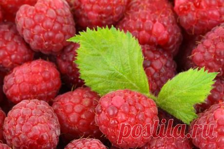 Как избежать разрастания малины по участку. Читайте! Разрастание малины по участку: методы предотвращения ее чрезмерного размножения, процесс создания ограждений на грядках