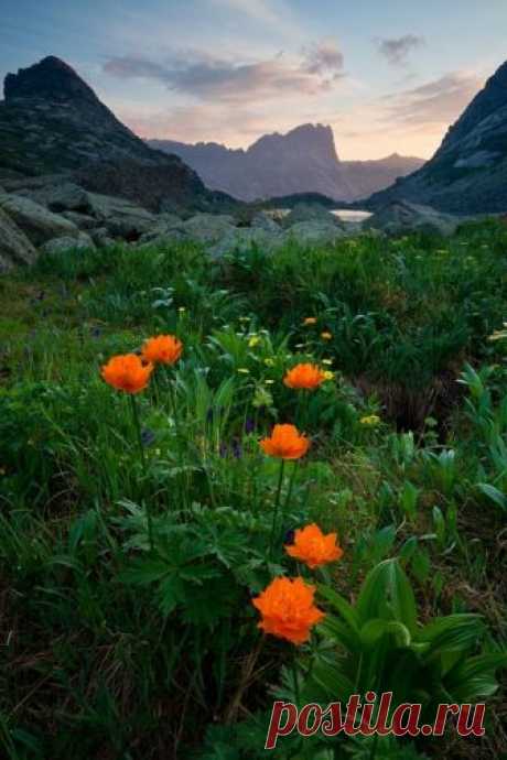 Flowersnature