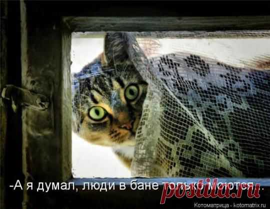 Котоматрицы. Лучшее за прошлую неделю « Сайт Юмора.нет - Фото приколы онлайн, бесплатные видео, игры и девушки. Умора ;-)
