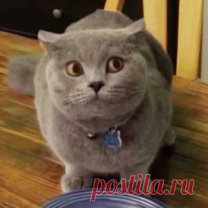 Кота застукали))))