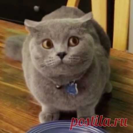 Кота застукали))))