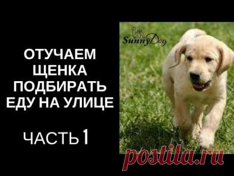 Отучаем щенка подбирать на улице еду. Часть 1
