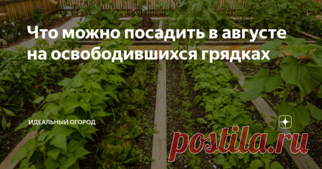 Что можно посадить в августе на освободившихся грядках Последний месяц лета часто радует приятной умеренностью погоды по всем аспектам. Это время «пожинать плоды» в прямом и переносном смысле.