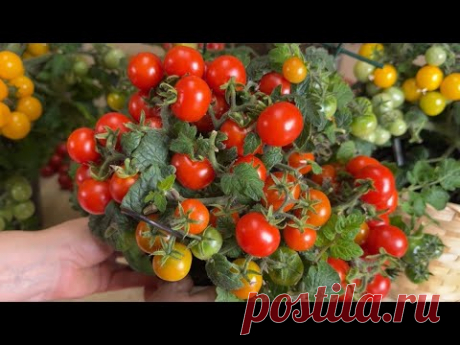 ОБЗОР САМЫХ УРОЖАЙНЫХ НИЗКОРОСЛЫХ ТОМАТОВ ДЛЯ ВЫРАЩИВАНИЯ КРУГЛЫЙ ГОД!