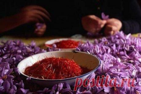 Все о шафране: чем полезен, как выбирать, к чему добавлять