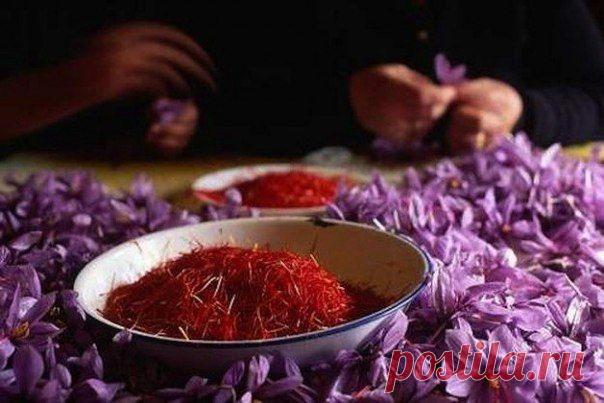Все о шафране: чем полезен, как выбирать, к чему добавлять