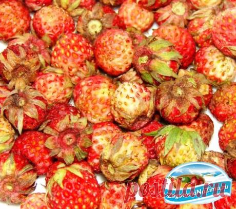 Варенье из лесной клубники. Рецепт с пошаговыми фото