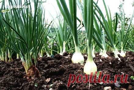 (99) Одноклассники