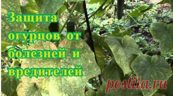 Защита Огурцов От Болезней И Вредителей