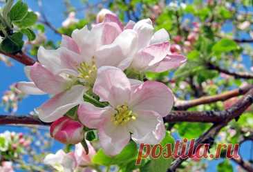 Чем подкормить яблоню весной