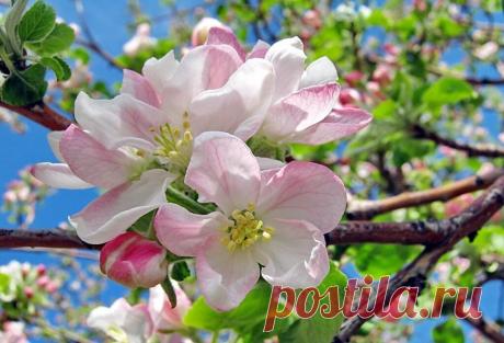 Чем подкормить яблоню весной