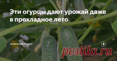 Эти огурцы дают урожай даже в прохладное лето Этот материал о проверенных временем и многими дачниками холодостойких урожайных огурцах