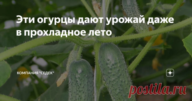 Эти огурцы дают урожай даже в прохладное лето Этот материал о проверенных временем и многими дачниками холодостойких урожайных огурцах
