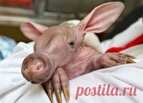 необычные животные