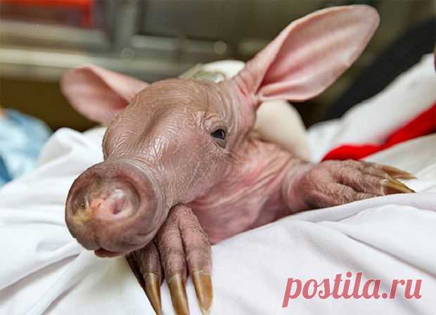 необычные животные