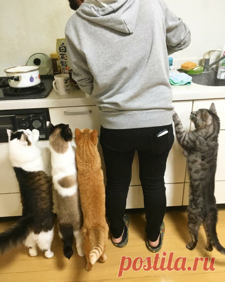 В объективе - смешные котики: улучшайзер настроения в каждом кадре! | 😺 ПетКлаб | Яндекс Дзен