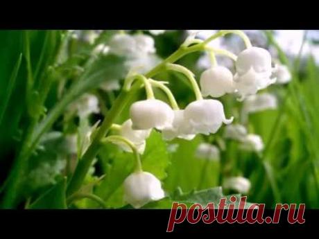 Dark Ducks - песня Ландыши(на японском)