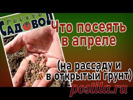 ЧТО ПОСЕЯТЬ В АПРЕЛЕ (на рассаду и в открытый грунт)
