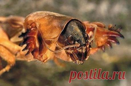 Как бороться с медведкой

"...Буду очень рада если мой отзыв кому то пригодится и поможет . Живу я
 с семьей в станице . У нас свой огород . И в том году было просто 
кошмарное нашествие медведки ( в народе - капустянка ) .
При чем она выедала все, начиная от семян и заканчивая рассадой. А в 
сельской местности лето без урожая - год без заготовок . 
Рассаду сажаю , а медведка её ест ( максимум неделя и огород вообще как 
никто не сажал ) . И главное отрава её не берет . 
Я...