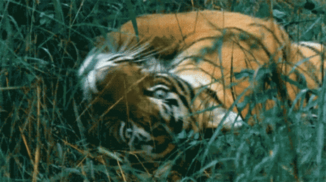 Двигающиеся картинки анимации животных на рабочий стол