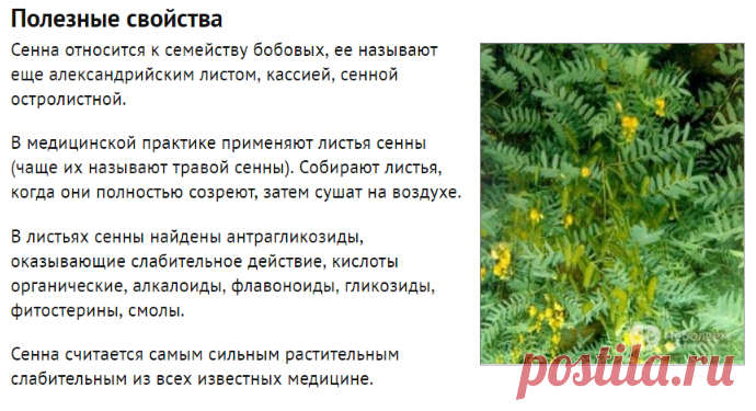 ✦🔴➤●  СЕННЫ лист – Слабительное | Отзывы, применение, противопоказания | NEBOLEEM.NET