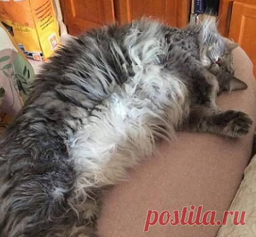 Нотоэдроз у кошек - пути заражения, опасность для окружающих животных, симптомы и лечение | Лапа помощи | Дзен