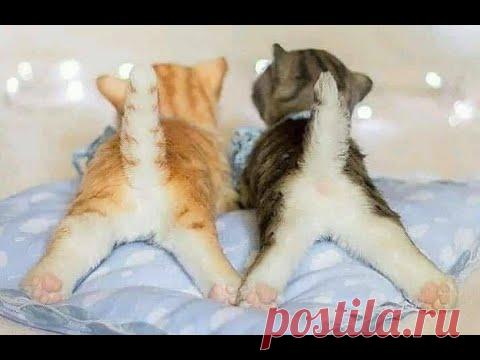 😺 Любимые хвостики! 🐈 Подборка смешных кошек и  котят для хорошего настроения! 😸