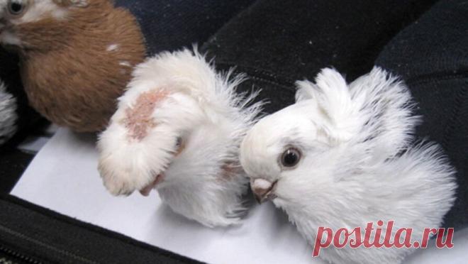 Голубей в носках попытались провезти через российско-латвийскую границу. Мужчина на грузовике пытался провезти живых голубей в носках через границу Латвии с Россией, но был остановлен сотрудниками псковской таможни. Об этом сообщили в пресс-службе Северо-Западного таможенного управления. "При таможенном ...