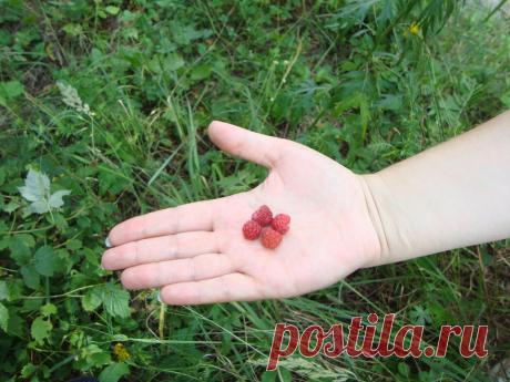 Почему мельчают ягоды малины