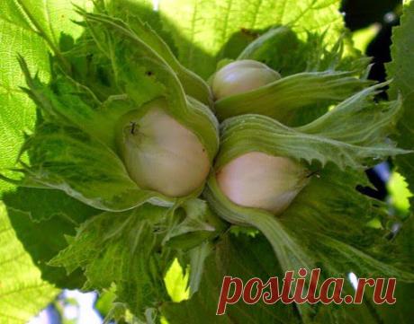 Сердечные орешки