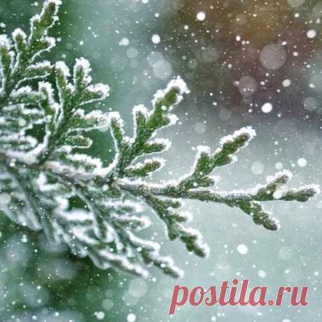 КАКОЙ СЕГОДНЯ ПРАЗДНИК? 13 Декабря 2016 г. – Вторник • Праздник живота • День медведя • День ванильного неба • День святого апостола Андрея Первозванного • День святой Люсии • День республики - Мальта • Именины у Андрея, Ивана