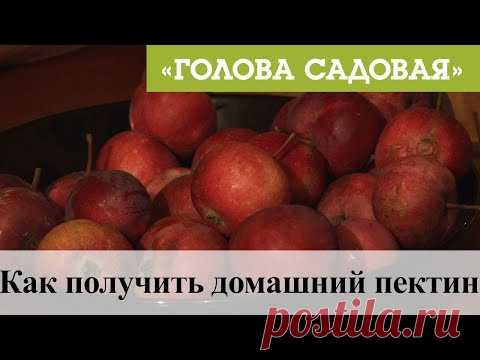 Голова садовая - Как получить домашний пектин
