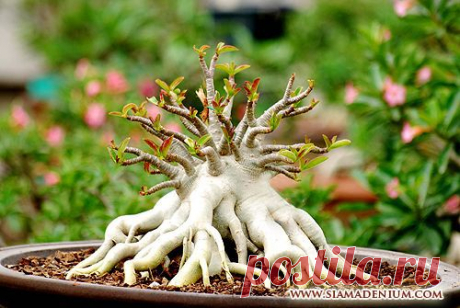 Adenium Arabicum.