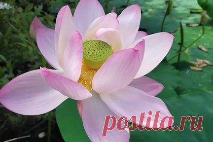 Дальневосточные лотосы расцвели на новом озере под Хабаровском. Дальневосточные лотосы расцвели на озере близ Хабаровска. Распустившиеся цветы заметили на озере у 21-го километра трассы на подъезде к селу Ровное. Первыми лотосы обнаружили жители местного дачного товарищества «Разлив». Как отмечается, на данном водоеме цветы появились впервые.