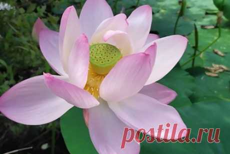 Дальневосточные лотосы расцвели на новом озере под Хабаровском. Дальневосточные лотосы расцвели на озере близ Хабаровска. Распустившиеся цветы заметили на озере у 21-го километра трассы на подъезде к селу Ровное. Первыми лотосы обнаружили жители местного дачного товарищества «Разлив». Как отмечается, на данном водоеме цветы появились впервые.