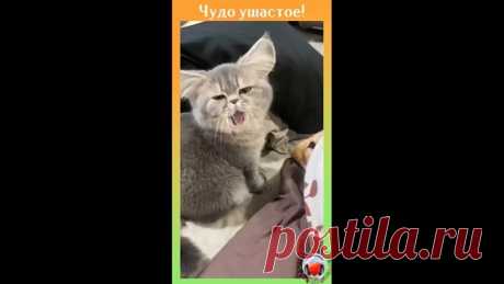 Вроде котик.., а вроде нет